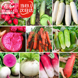 寿禾萝卜种子大全秋冬季胡萝卜水果樱桃萝卜菜种籽 10种萝卜种子大全