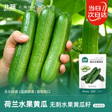 北蔬 水果小黄瓜种子苗绿心强雌秋冬蔬菜种籽 荷兰水果黄瓜种子100粒