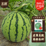 北蔬 冰糖麒麟西瓜种子种苗超甜脆四季水果种籽 冰糖麒麟瓜种子约50粒