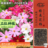 寿禾 格桑花种子精品波斯菊矮杆四季花卉籽 矮韵格桑花种子(矮秆)半斤