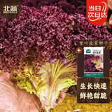北蔬 紫生菜种子种苗红叶生菜速生耐热四季菜种籽 紫叶生菜种子2000粒