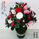 春枝韵盆栽茶花苗 四季常青香妃茶花盆栽花期带花苞 浓香型庭院室内花卉 五色茶花(强力推荐) 6年苗【独杆65cm冠幅优美】