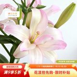 虹越（HONGYUE） 进口百合种球3球装 盆栽地栽易养东方香水百合花卉裸球 【重瓣LA百合·3球】布加迪（12/14）