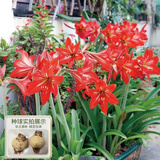 花翁国产朱顶红种球多年生植物易繁殖大土朱盆栽阳台庭院花卉源头直发