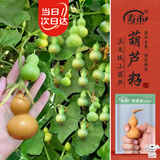 寿禾 手捻葫芦种子种苗特小文玩花草种籽 潍丰草里金手捻葫芦种子40粒