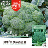 寿禾耐寒西兰花种子苗秋季种植蔬菜种籽 潍丰贝尔萨西兰花种子150粒