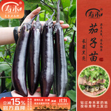 寿禾 各种蔬菜苗活苗带土发货大全菜苗大型苗场秋冬秧苗山东寿光种苗 黑豹长茄子苗 6棵