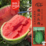 寿禾懒汉西瓜种子苗特大瓜阳台盆栽种水果籽 潍常懒汉王西瓜种子60粒