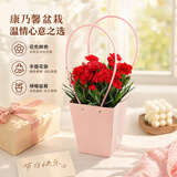 沭之美康乃馨盆栽阳台室内桌面矮石竹教师节礼物好养花卉源头直发