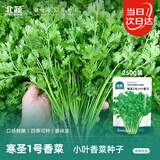 北蔬 小叶香菜种子苗浓香芫荽四季蔬菜籽 寒圣1号小叶香菜籽种子250g