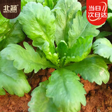 北蔬 大叶茼蒿种子苗虎耳茼蒿皇帝菜菜种籽 大叶茼蒿种子15g约6700粒