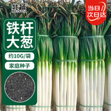 北蔬 大葱种子种苗山东章丘长白大葱蔬菜种籽 卓脆铁杆大葱种子10g