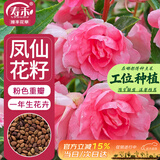 寿禾 凤仙花种子种苗指甲花花卉种籽 潍丰重瓣粉色凤仙花种子140粒