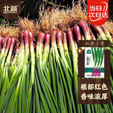 北蔬红根小香葱种子种苗红葱头小葱四季蔬菜种籽 红根小葱种子1200粒