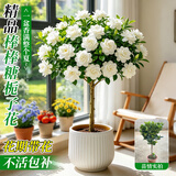 花翁独杆棒棒糖栀子花盆栽四季好养室内阳台花卉绿植老桩树苗源头直发