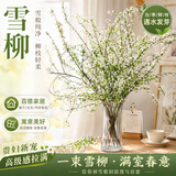 行湘水培植物干枝雪柳鲜枝水养年宵花喷雪花绿植遇水开花源头直发