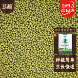 北蔬 绿豆种子苗芽苗菜豆子种水培土盆栽蔬菜种籽 绿豆芽苗菜种子500g
