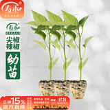 寿禾 牛角椒辣椒种子青椒羊角型大果尖椒早熟寿光秋冬季菜种籽菜籽 尖椒苗 24棵