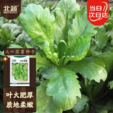 北蔬茼蒿菜种子苗大叶茼蒿皇帝菜家庭阳台蔬菜籽 大叶茼蒿种子15gx2包