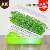 北蔬 育苗盘育苗发芽盆水培蔬菜保温带盖苗菜无土栽培 加深育苗盘2个