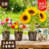 北蔬向日葵种子苗太阳花凤仙花儿童植物观察窗花卉盆栽 阳光小盆栽3套