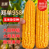 北蔬 玉米种子苗郑单958大棒抗旱倒苞米籽 郑单958种子3斤(500gx3包)