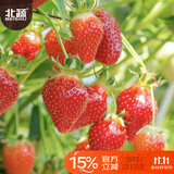 北蔬 红草莓种子种苗四季盆栽阳台室内庭院水果籽 奶油草莓种子1000粒