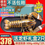 首鲜道【活鲜】波士顿龙虾鲜活波龙 大龙虾海鲜鲜活礼盒大虾年货礼盒 500-600g/只大龙虾*2只（净重）