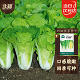 北蔬 快菜种子苗秋冬速生奶油小白菜蔬菜籽 奶油快菜种子10gx2包