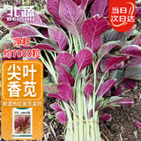 北蔬红苋菜种子苗尖叶抗热四季栽蔬菜种籽 红柳叶苋菜种子10g约7000粒