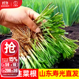 大禹韭菜根苗新根紫红根大叶韮菜移栽根种子四季寿光本地老品种蔬菜 小细白根韭菜根100棵+200g豆粕肥