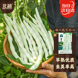 北蔬 九粒白芸豆种子种苗豆角架豆蔬菜种籽 北蔬摘不败九粒白种子100g