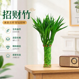 沭之美招财竹子水培客厅绿植招财旺宅花卉植物水养常青竹文昌竹源头直发