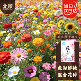 北蔬 野花种子苗四季开花易活阳台盆栽混色花海花籽 野花种子组合半斤