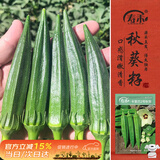 寿禾黄秋葵种子苗秋季家庭盆栽种植菜种籽 潍丰卡里巴2号秋葵种子12g