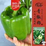寿禾甜椒种子苗青椒灯笼椒不辣菜种籽 潍丰赛尔威2号绿甜椒种子60粒