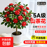 茶花树苗花期带花苞香妃花卉盆栽四季山茶花易活花苗耐寒好养绿植 红色茶花多分支大苗（约40-50cm高）+原土盆