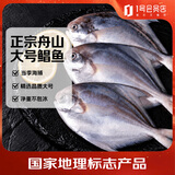趣尝鲜舟山大号海捕银鲳鱼 净重800g (400g*2包 3条/包) 生鲜 鱼类 海鲜