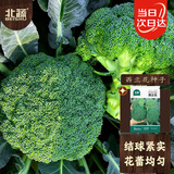 北蔬西兰花种子苗耐寒耐热花椰菜青菜花四季蔬菜种籽 西兰花种子100粒