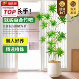 叹为观止大型植物发财树各种大颗盆栽开业乔迁客厅办公室内好养大型花卉 百合竹【1.3-1.5米】 含盆