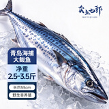 卖鱼七郎青岛海捕非养殖大鲅鱼2.5-3.5斤净重超大马鲛鱼海鲜鱼类源头直发
