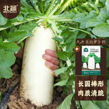 北蔬 九斤王白萝卜种子苗白玉大萝卜秋冬蔬菜种籽 九斤王萝卜种子20g