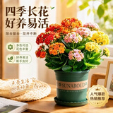 沭之美长寿花绿植花卉阳台盆栽四季开花绿植变色龙源头直发