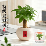 花翁发财树小盆栽绿植物室内客厅装饰中式盆景办公室桌面摆件源头直发