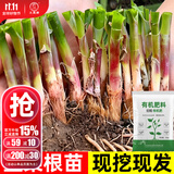 大禹韭菜根苗新根紫红根大叶韮菜移栽根种子四季寿光本地老品种蔬菜 紫红根韭菜根苗100棵+1斤豆粕肥紫色不明显