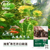 寿禾 碗莲种子水培已开口鱼缸盆栽四季开花植物 碗莲种子30粒
