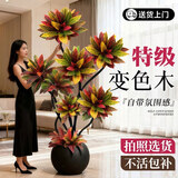 雅致七彩变叶木变色木客厅大盆栽室内大型绿植落地高端大气好植物养活 七彩变色木1.3-1.5米-原土盆