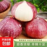 京喜自营云南蒜独头蒜调料京东买菜蔬菜新鲜独头蒜 【限量】7个独头蒜总重30g单果1.5-2cm