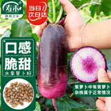 寿禾水果萝卜种子种苗秋冬蔬菜种籽 潍育甘翠冰淇淋萝卜种子60粒*2袋