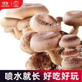 大禹蘑菇种植包玉米平菇芯菌包家庭种植香菇菌菇种子可食用菌包菌棒 香菇菌种蘑菇菌包 2个约4斤